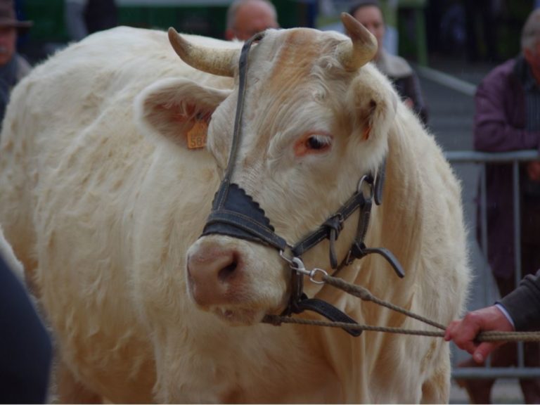 Présentation d'une génisse Charolais dans un concours