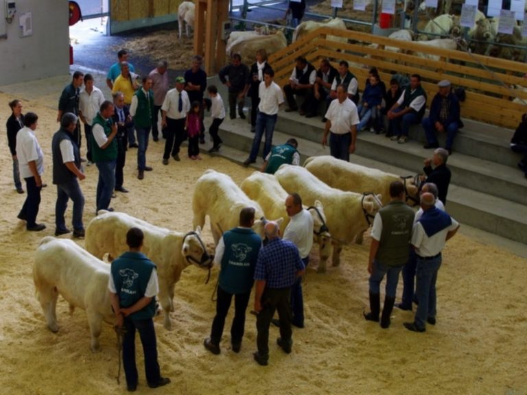 les jury examinent six veaux charolais