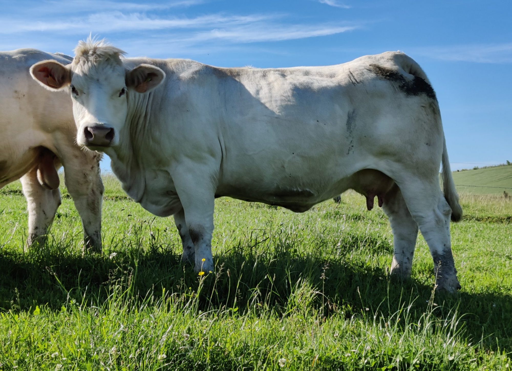 Vache à la pâture, LAURIOL