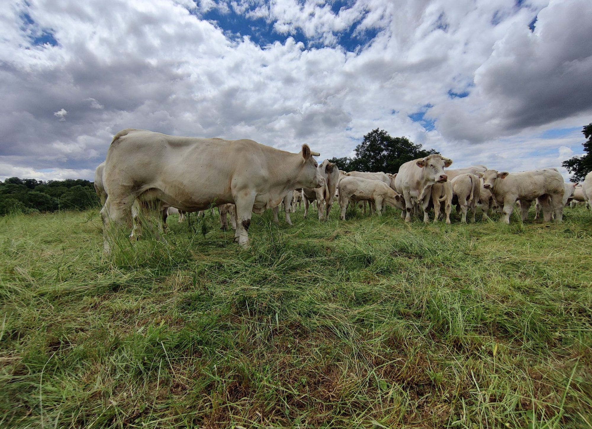 Monnié vache