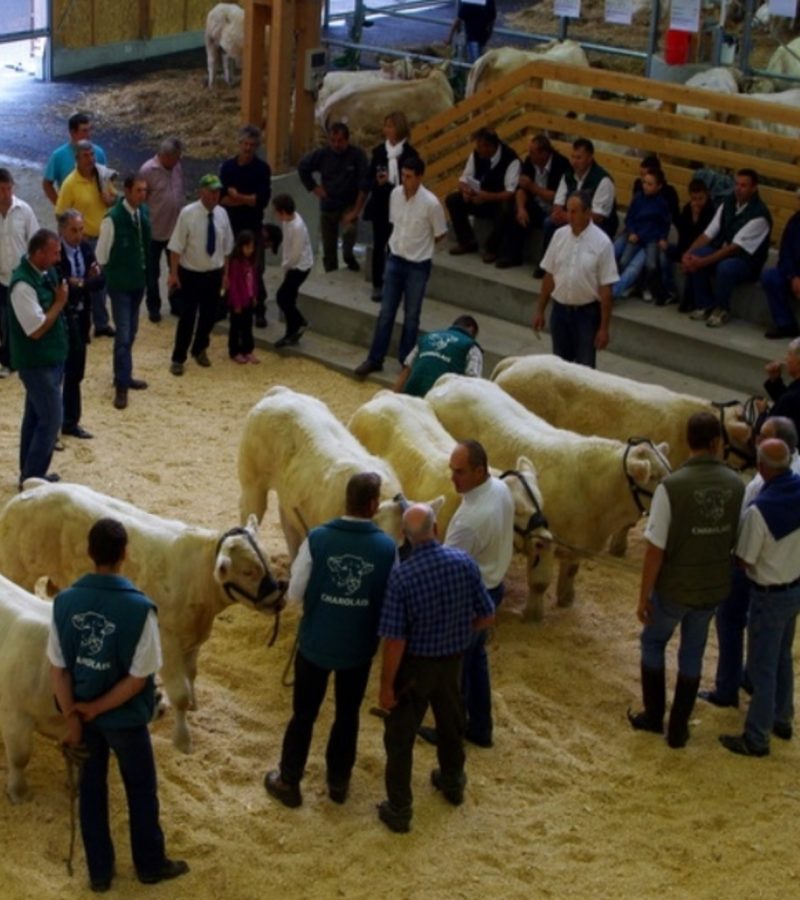 les jury examinent six veaux charolais