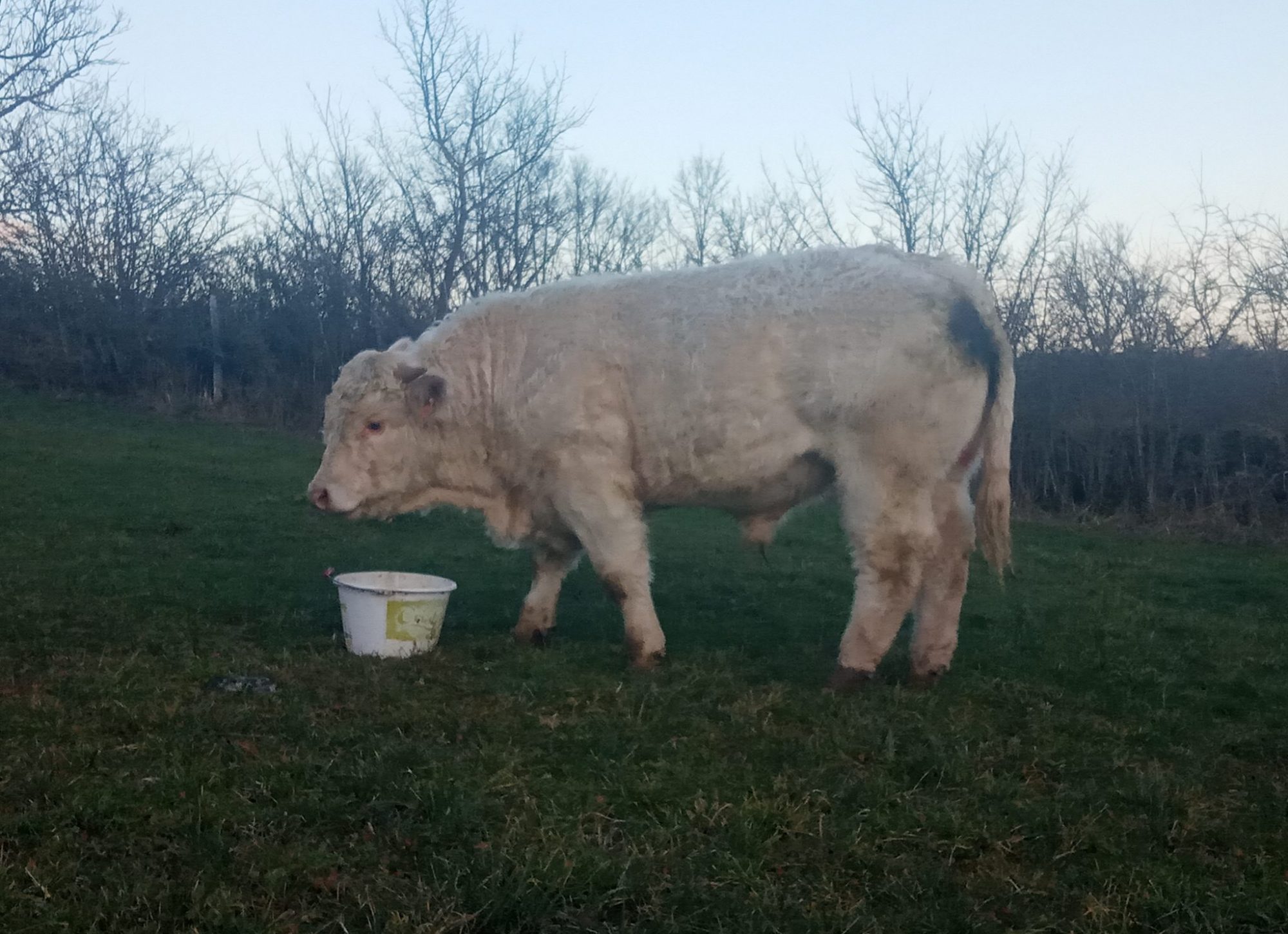 Veau charolais au champ